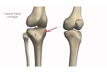 Sandhi Sudha for Knee Pain