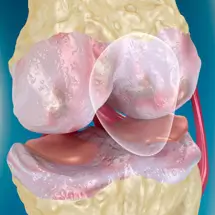 Sandhi Sudha Synovial membrane image